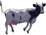 cow-404